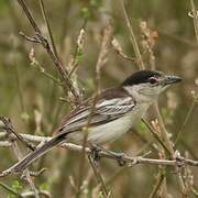 Black-backed Puffback