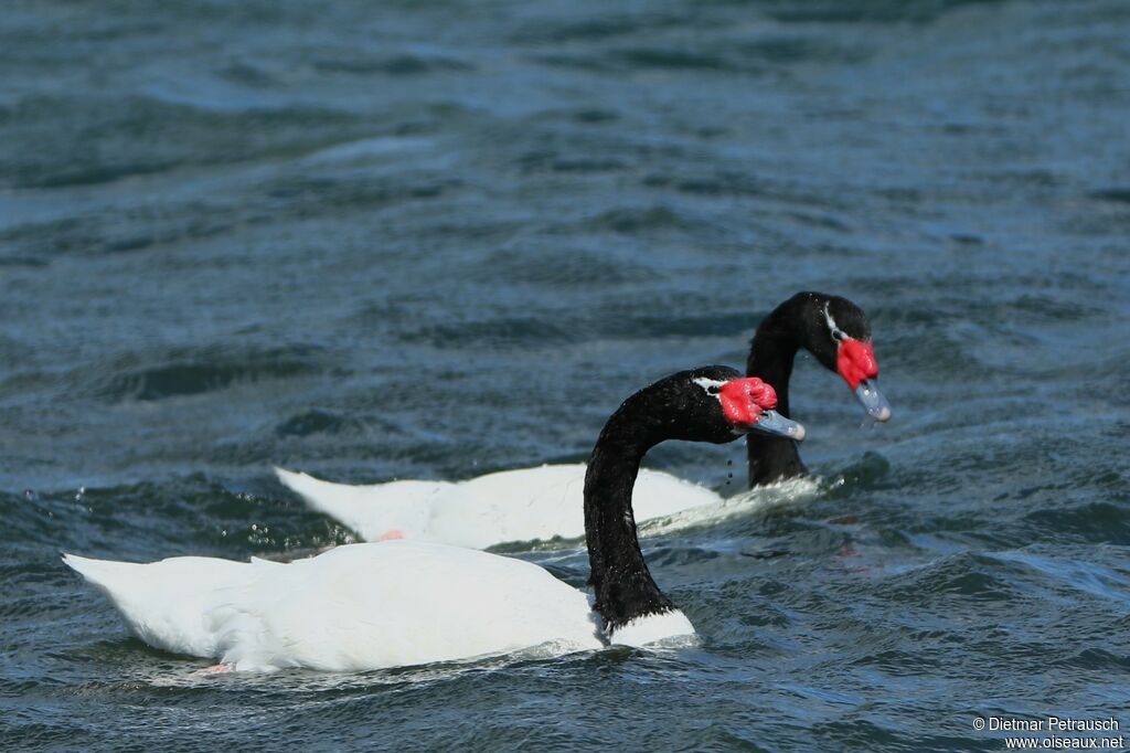 Black-necked Swanadult