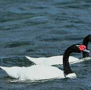 Black-necked Swan