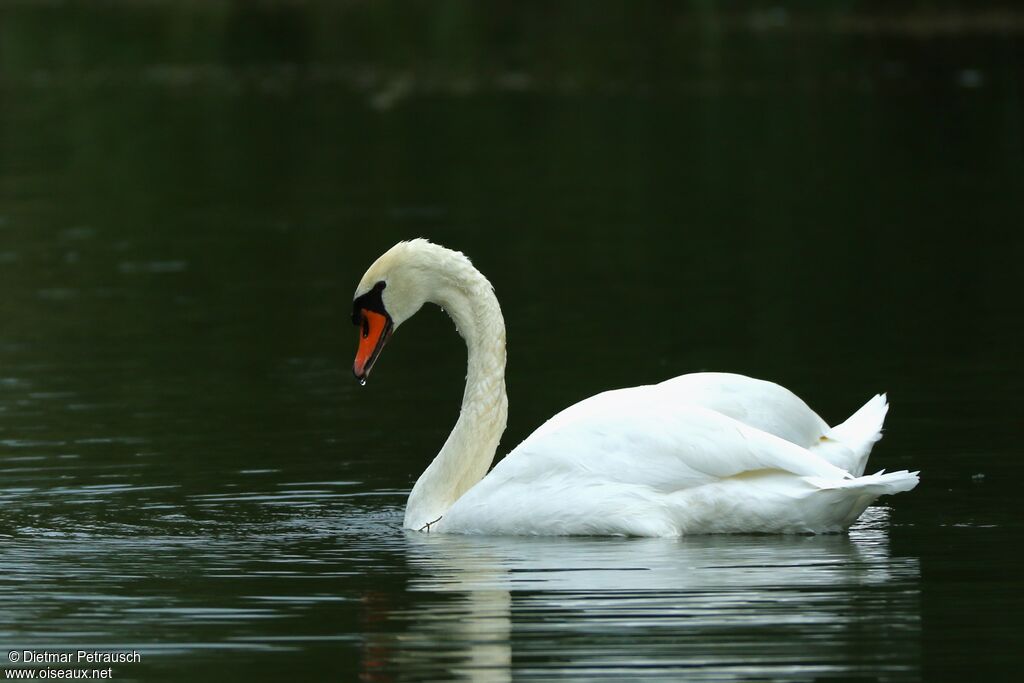 Cygne tuberculéadulte