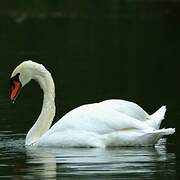 Mute Swan