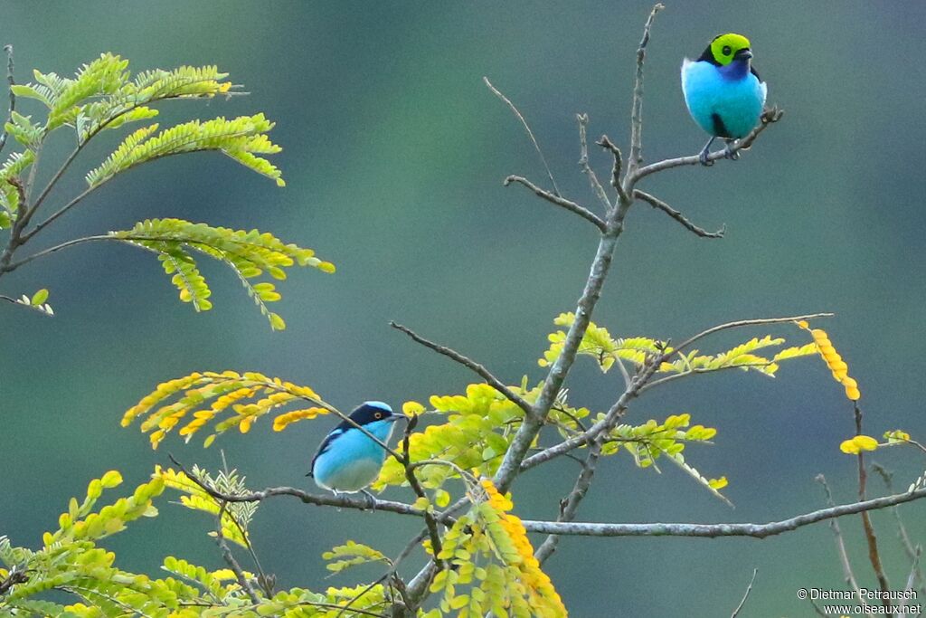 Dacnis à coiffe bleue mâle adulte