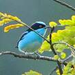 Dacnis à coiffe bleue