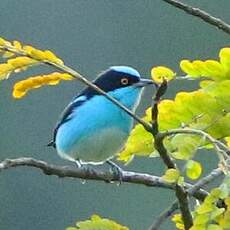 Dacnis à coiffe bleue