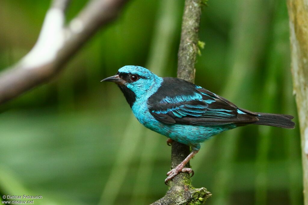 Blue Dacnis male adult