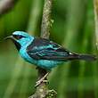 Dacnis bleu