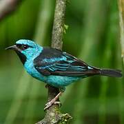 Blue Dacnis