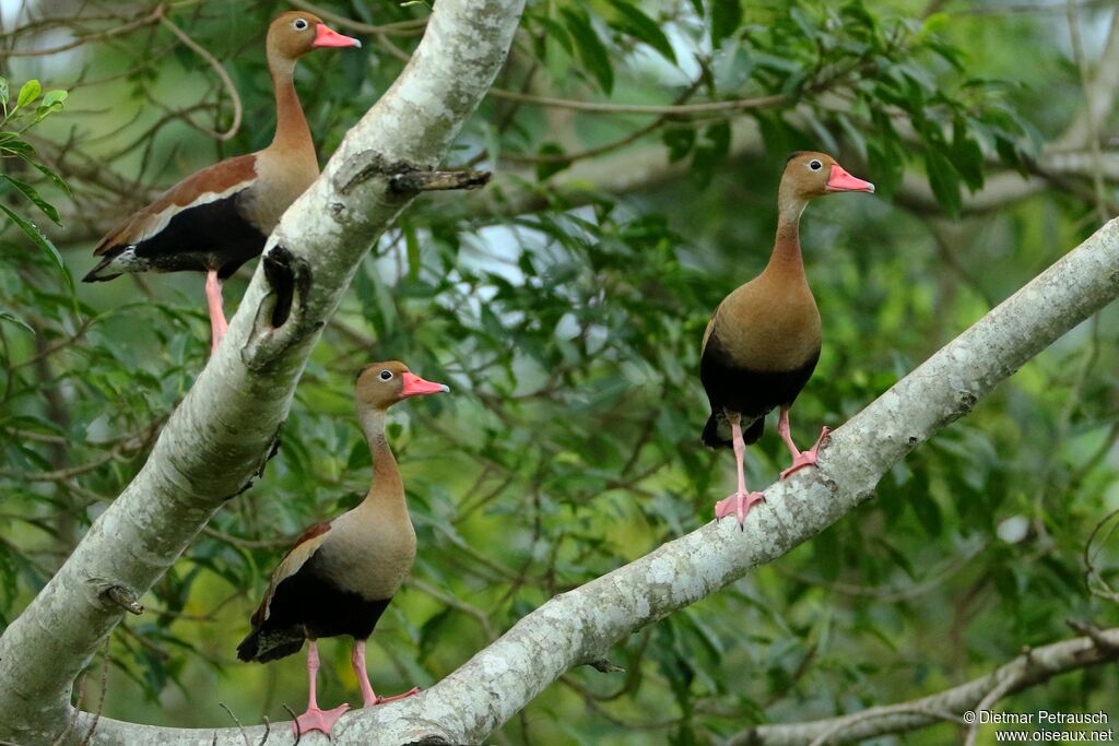 Dendrocygne à ventre noiradulte