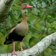 Black-bellied Whistling Duck