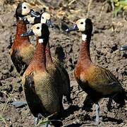 White-faced Whistling Duck