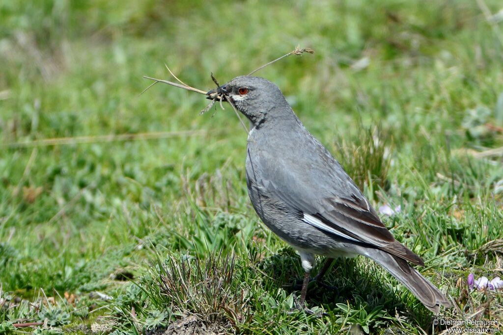 White-winged Diuca Finchadult, Reproduction-nesting