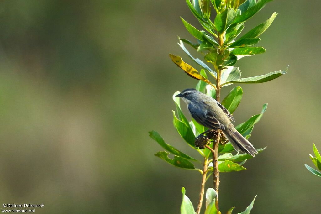 Long-tailed Reed Finchadult