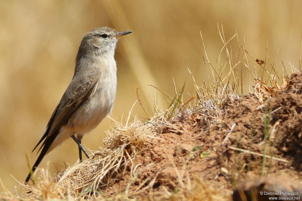 Spot-billed Ground Tyrantadult