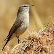 Spot-billed Ground Tyrant