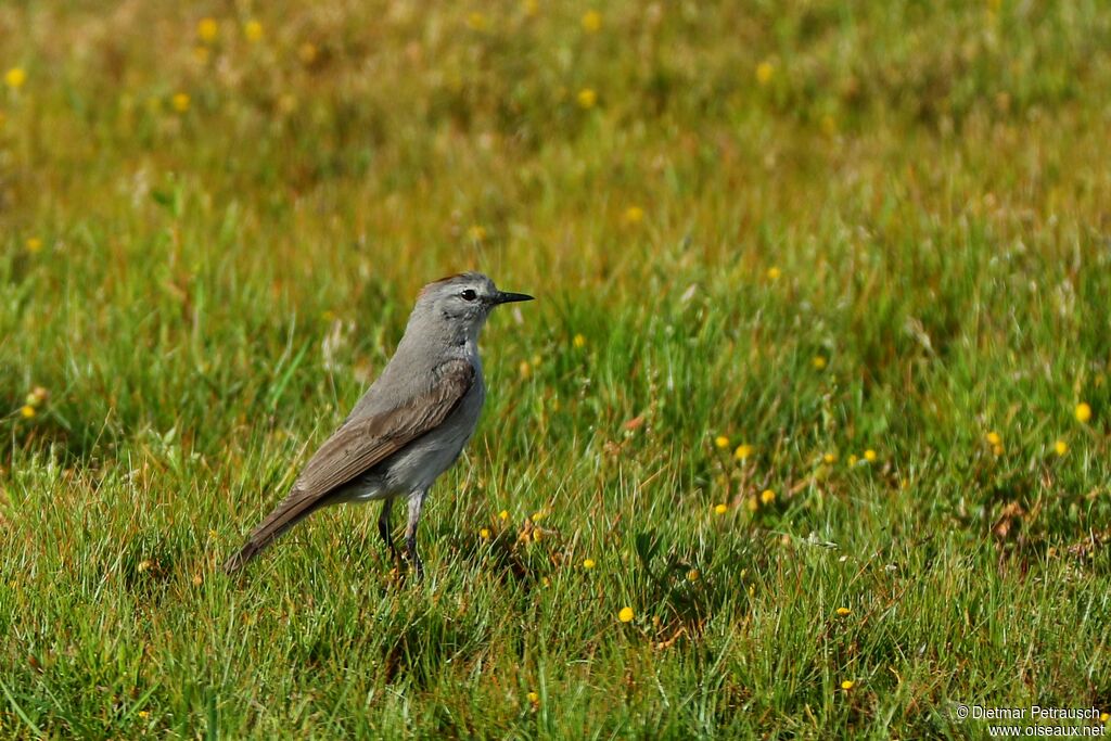 Rufous-naped Ground Tyrantadult