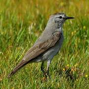 Rufous-naped Ground Tyrant