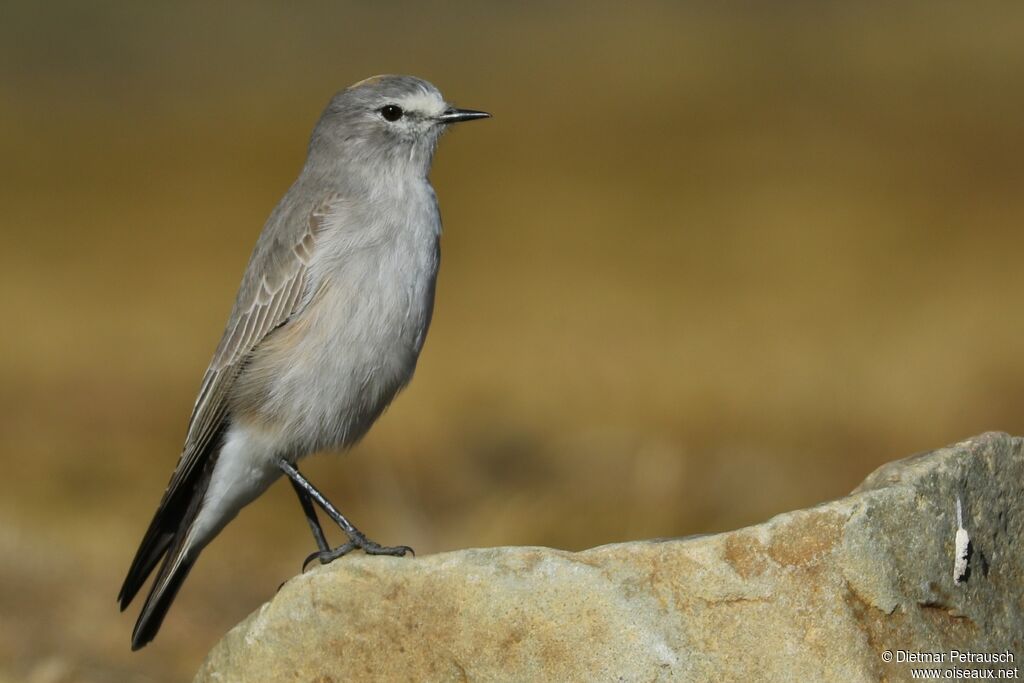 Ochre-naped Ground Tyrantadult