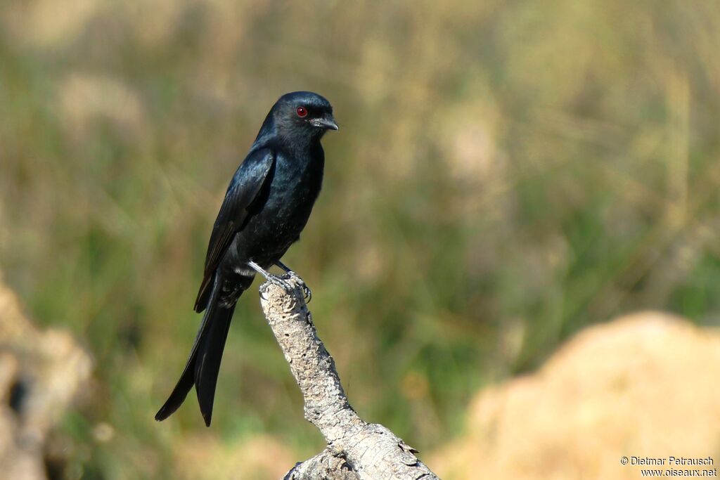 Drongo brillantadulte