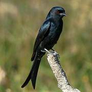 Fork-tailed Drongo