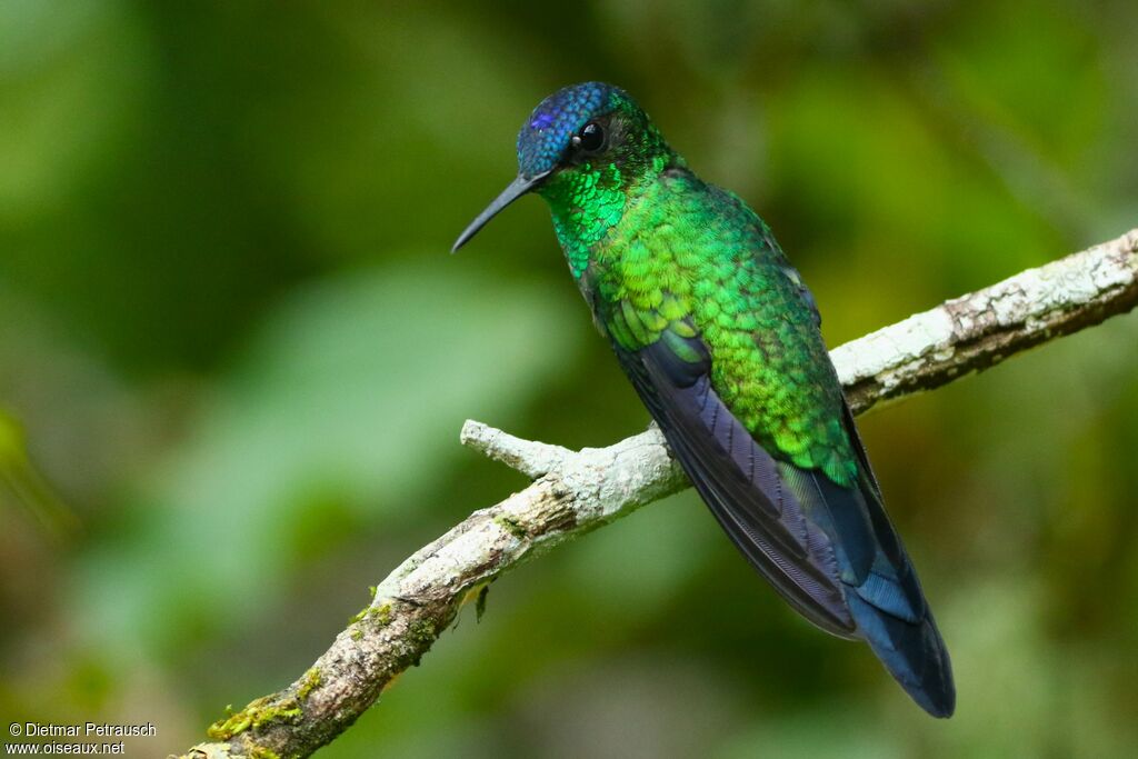 Violet-capped Woodnymph male adult