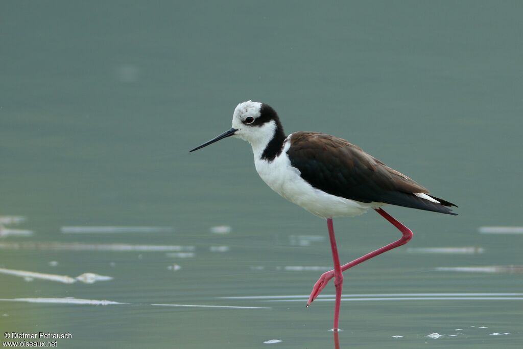 White-backed Stiltadult