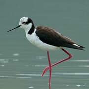 White-backed Stilt