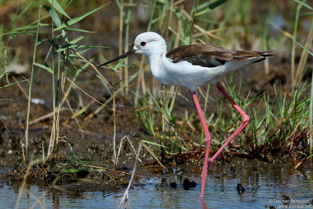 Black-winged Stiltadult