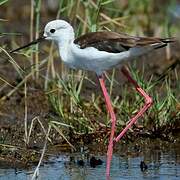 Black-winged Stilt