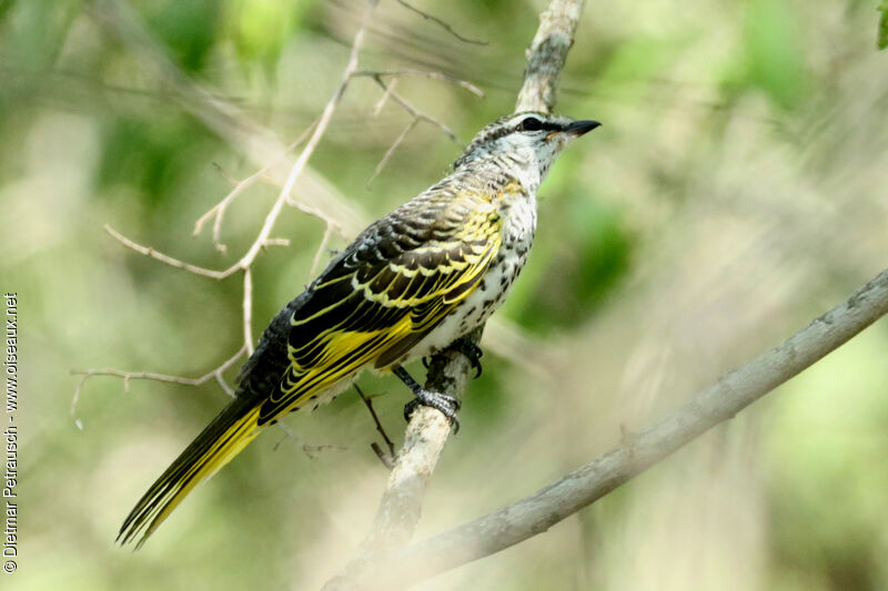 Black Cuckooshrike female adult