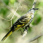 Black Cuckooshrike