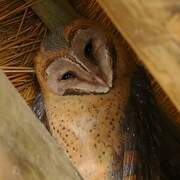 Western Barn Owl