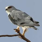 Black-winged Kite