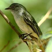 Grey-headed Elaenia