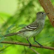 Yellow-bellied Elaenia