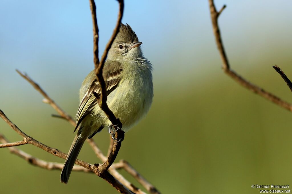 Plain-crested Elaeniaadult