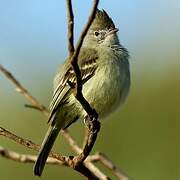 Plain-crested Elaenia