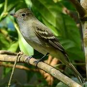 Lesser Elaenia