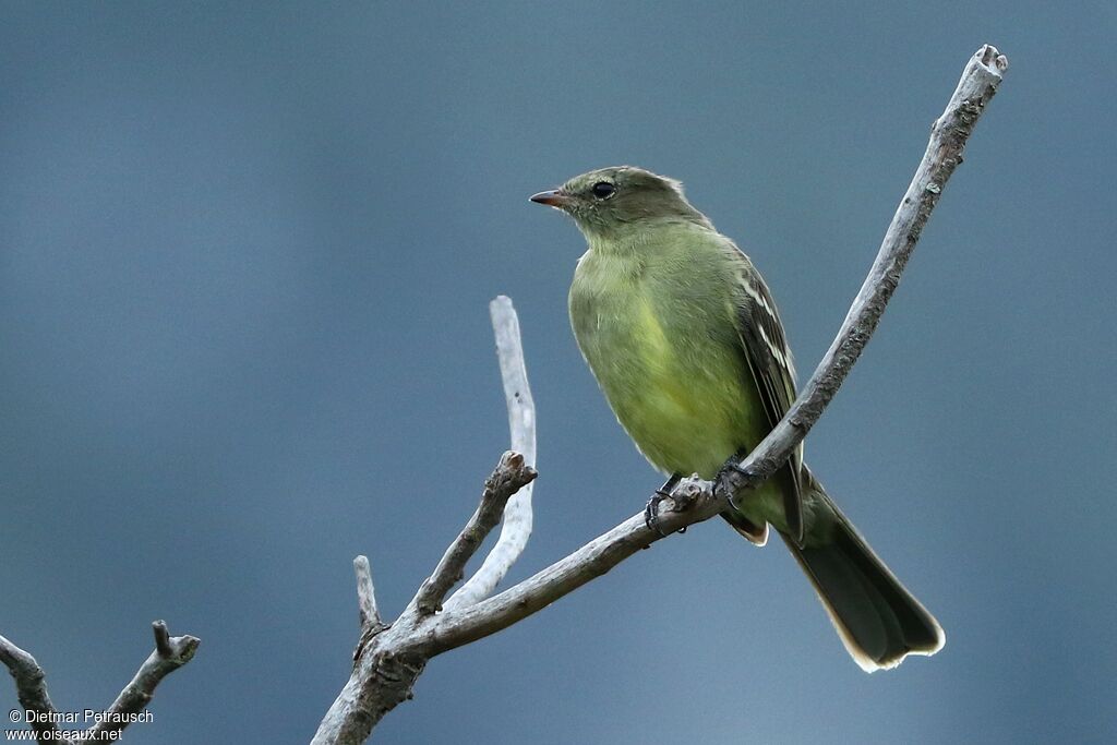 Small-headed Elaeniaadult