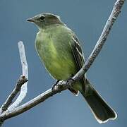 Small-headed Elaenia