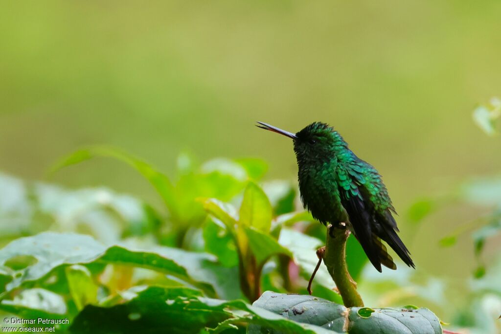 Western Emerald adult