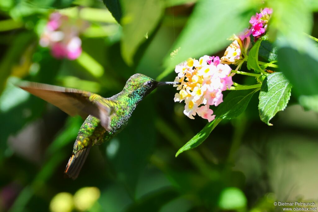 Émeraude cuivréeadulte