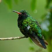 Glittering-bellied Emerald