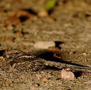 Scissor-tailed Nightjar