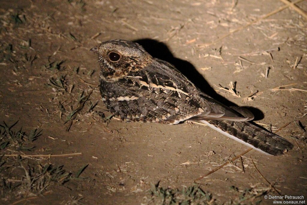 Square-tailed Nightjaradult