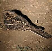 Square-tailed Nightjar