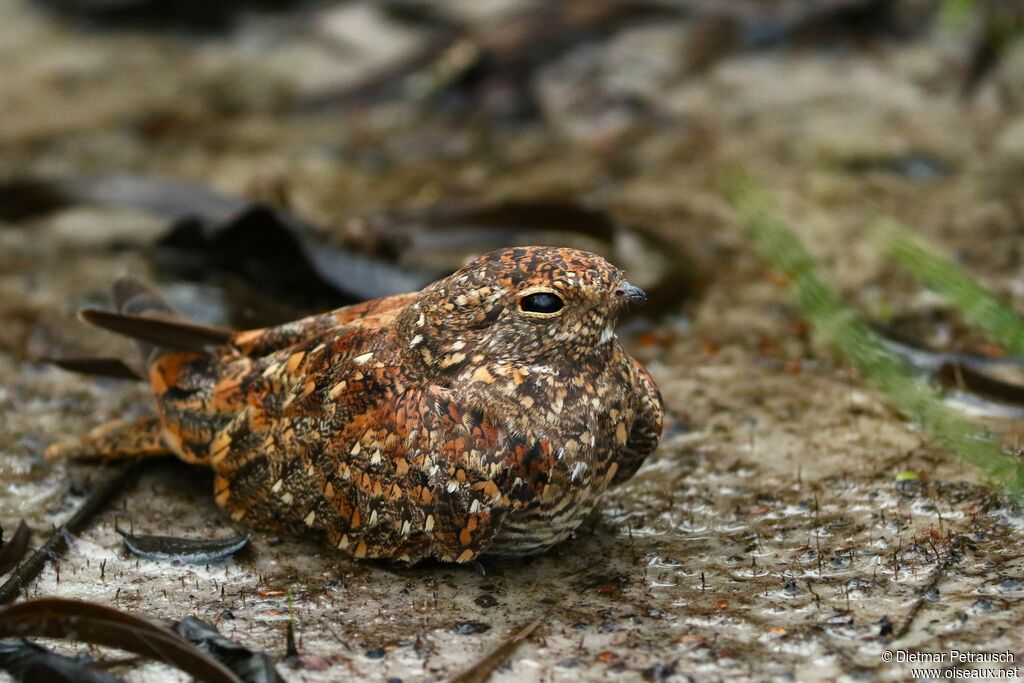 Engoulevent nainadulte, identification