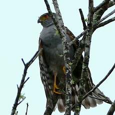 Épervier bicolore