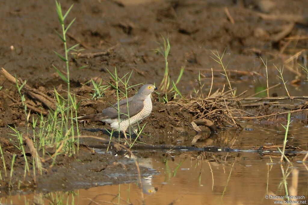 Little Sparrowhawkadult