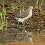 Little Sparrowhawk