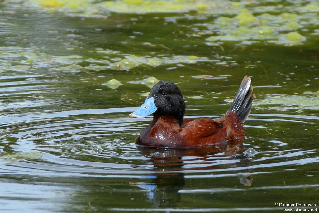 Andean Duck male adult